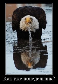 Смешные и странные демотиваторы на злобу дня