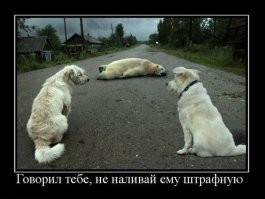 20 забавных кадров из мира дикой природы