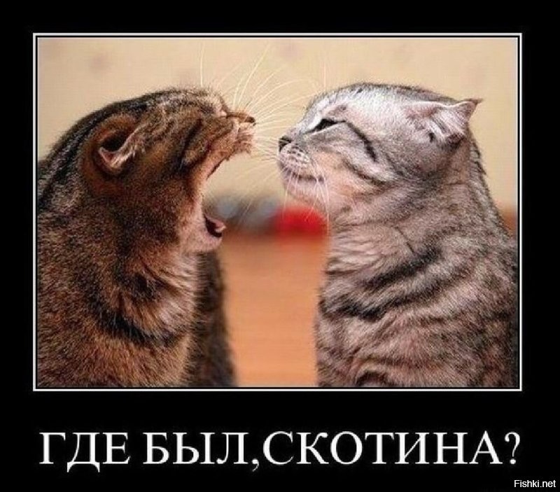 20 забавных кадров из мира дикой природы