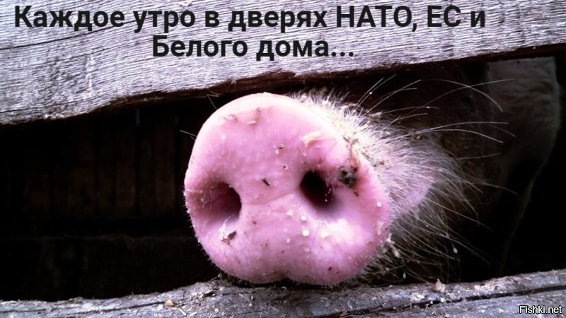 Украина больше не может вести себя как суверенное государство, поскольку ее суверенитету давно пришел конец, заявил Орбан.

"Она потеряла пятую часть своей территории. <...> Суверенитет Украины на этом закончился. Оставшуюся территорию содержим мы. И если мы, я имею в виду, Запад решим, что завтра утром мы не дадим им ни форинта, для Украины все будет кончено",   сказал он в эфире программы "Борцовский час".