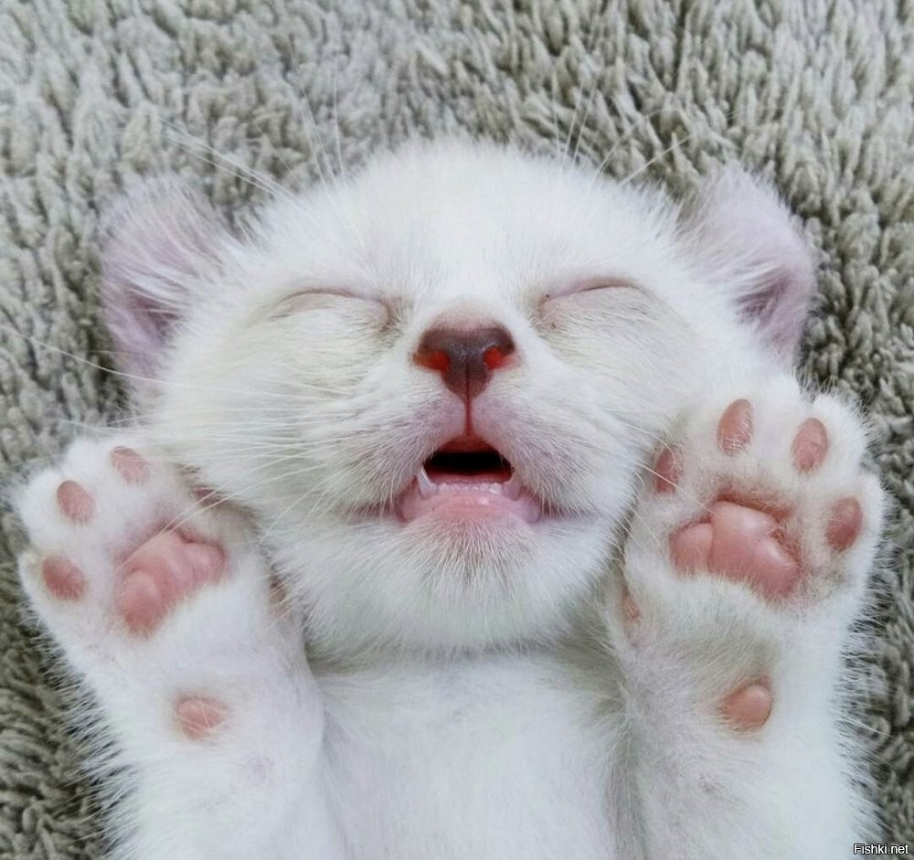 Солянка от 30.09.2025