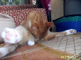 Очередной законотвОрец)))