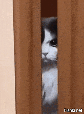 Домашний хищник у кормушки