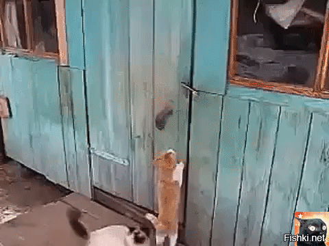 Просто гифки, всякие и&nbsp;разные