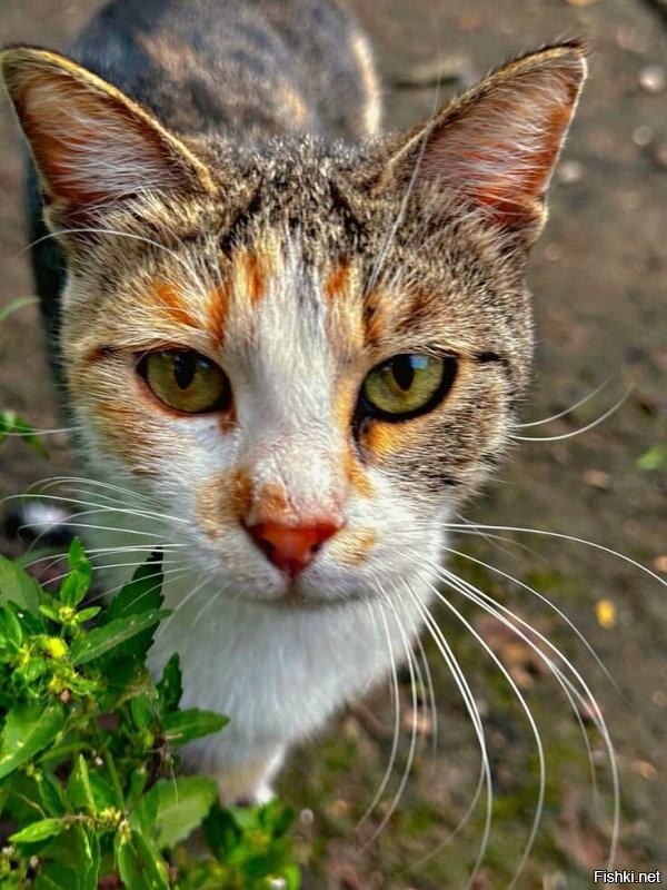 Солянка от 30.09.2025