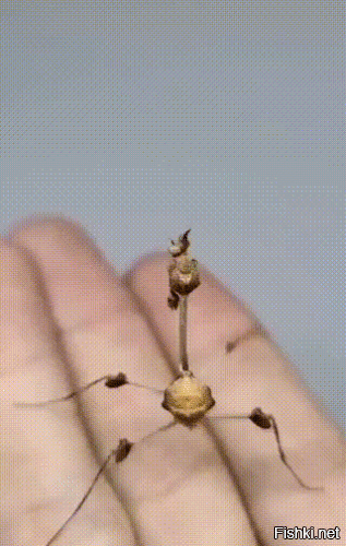 Удивительный мир.