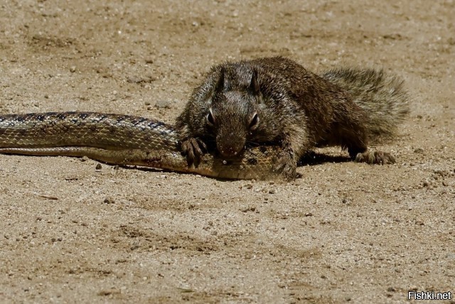 Солянка от 30.09.2025