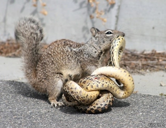 Солянка от 30.09.2025