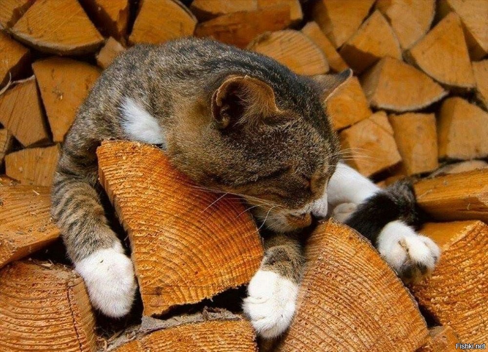 Солянка от 01.10.2025