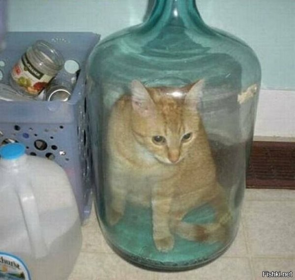Я понимаю, что коты - жидкость, но не настолько же!