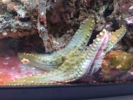 Хреново будет) Мне после такого ''моргания'' обе лампы в аквариумах нужно по новой настраивать, и без всяких камер гемора хватает) 
Сегодня наконец-то привезли моркую звезду из Голландии, которую я ещё в мае прошлого года заказал :D . 2 дня в коробке - живёхонька!