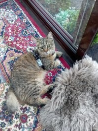 Редкие породы кошек