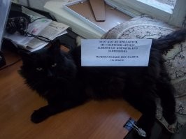 Наш офисный Бантик....