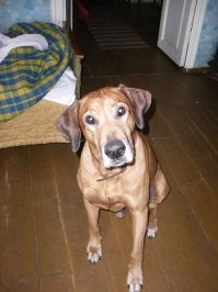 Риджи классные. Сестра на улице поймала беглого, по клейму на ухе связалась с клубом. Оказалось, уже от третьих хозяев лапы сделал, 4 года ему было. Оставила себе. Стал членом семьи. От сестры не отходил ни на шаг до самого своего конца...
З.Ы. единственное, за время вольной жизни дико полюбил хлеб. С учётом его размеров - хлеб дома приходилось либо под замок запирать, либо вешать выше 2-х метров.