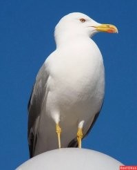 У нас так белые чайки переселились с морей на крыши домов, жрут все подряд на помойках и свалках, орут по утрам, и срать они хотели на всех остальных. Причем срать в прямом смысле этого слова. И хрен им какое исчезновение грозит.