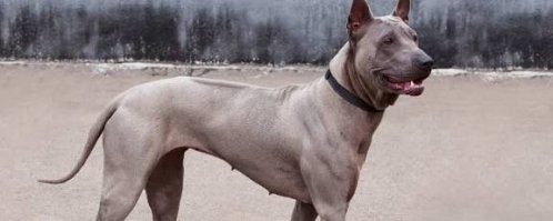 Несколько раз встречала риджбеков. Великолепные!  Первый серебристый молодой кобель. Даже в столь юном возрасте он был полон достоинства и очень умный, хотя и с огромным количеством энерги. Просто угуливал мою борзую. Много раз вместе по морю гуляли. В другой раз попался взрослый кобель шоколадного цвета. Очень серьёзный. Не агресивный, но от контакта уклонялся пока хозяйка не приказала сидеть, дать погладиться, а потом играть с моей девчулей Норой. Потом видела пару коричневых. Хозяин не горел желанием общаться и они в нашу сторону даже головы не поворачивали.  Классные, но серьёзные собаки,  требующие серьёзного подхода к воспитанию. И такой забавный гребешок шерсти на холке и спине, растущей в обратную сторону.