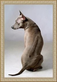 Несколько раз встречала риджбеков. Великолепные!  Первый серебристый молодой кобель. Даже в столь юном возрасте он был полон достоинства и очень умный, хотя и с огромным количеством энерги. Просто угуливал мою борзую. Много раз вместе по морю гуляли. В другой раз попался взрослый кобель шоколадного цвета. Очень серьёзный. Не агресивный, но от контакта уклонялся пока хозяйка не приказала сидеть, дать погладиться, а потом играть с моей девчулей Норой. Потом видела пару коричневых. Хозяин не горел желанием общаться и они в нашу сторону даже головы не поворачивали.  Классные, но серьёзные собаки,  требующие серьёзного подхода к воспитанию. И такой забавный гребешок шерсти на холке и спине, растущей в обратную сторону.