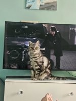 Знакомо.
- Кисонька, уйди! Я хочу смотреть кино!
- Кисоньку посмотришь...