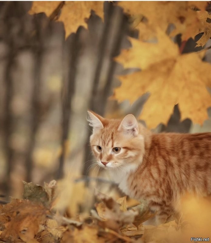 Доброе утро