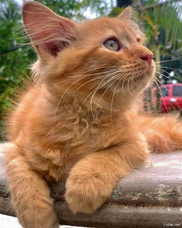 Солянка от 02.10.2025