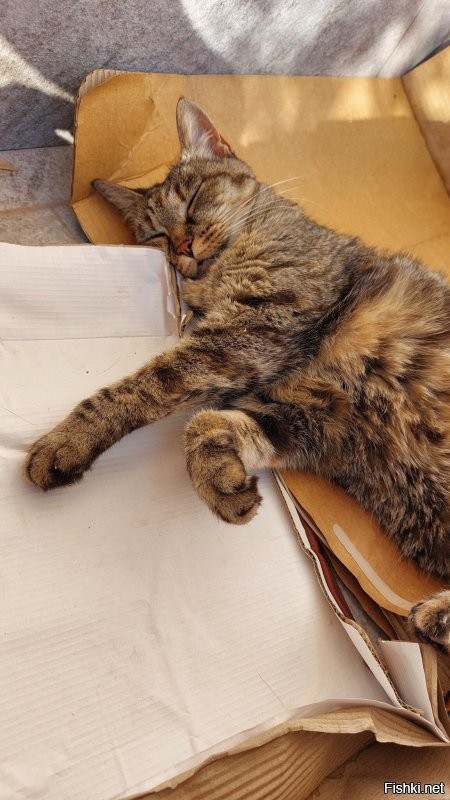 Солянка от 01.10.2025