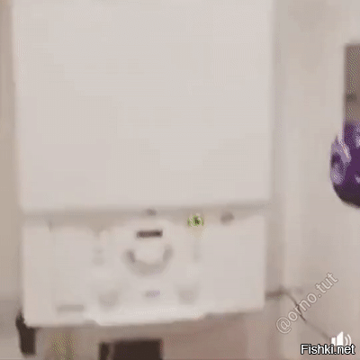 20 алогичных решений, которые способны принять только котики