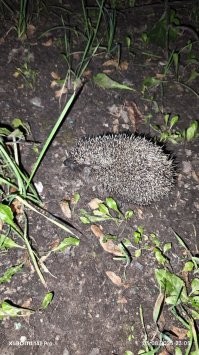 Я такого малыша, в Москве на улице Тёплый стан, дом 21к5 увидел. Сидел на лавочке, в телефоне зависал, и тут боковым зрением заметил движение в траве - оказался этот малыш.
А в Урюпинске повстречал здорового ежа, размером с баскетбольный мяч.