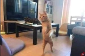 20 алогичных решений, которые способны принять только котики