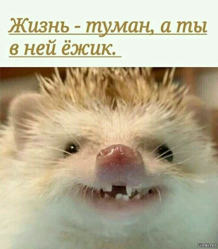 Обзор на все виды ежей на территории России