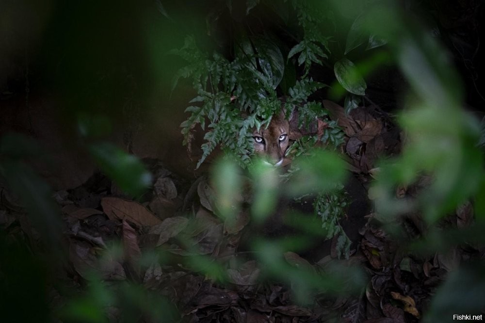 Солянка от 04.10.2025