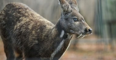 А за клыкастого оленя слыхали?