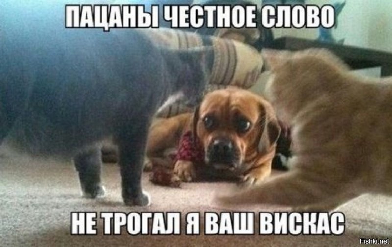 Пудель чуть не довел котов до инфаркта