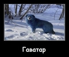 Рогатые зайцы реально существуют в природе!