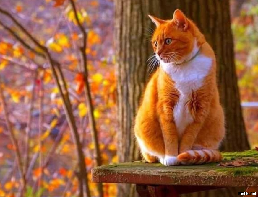 Солянка от 04.10.2025