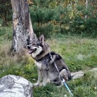 Нет вроде, больше прям на волка похож, вот мой влчак, был к сожалению