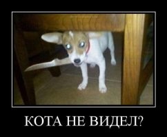 Просто гифки, всякие и&nbsp;разные