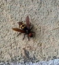 У нас водится оса сколия (до 5 см в длину), для человека слава Богу не опасна, но выглядит...