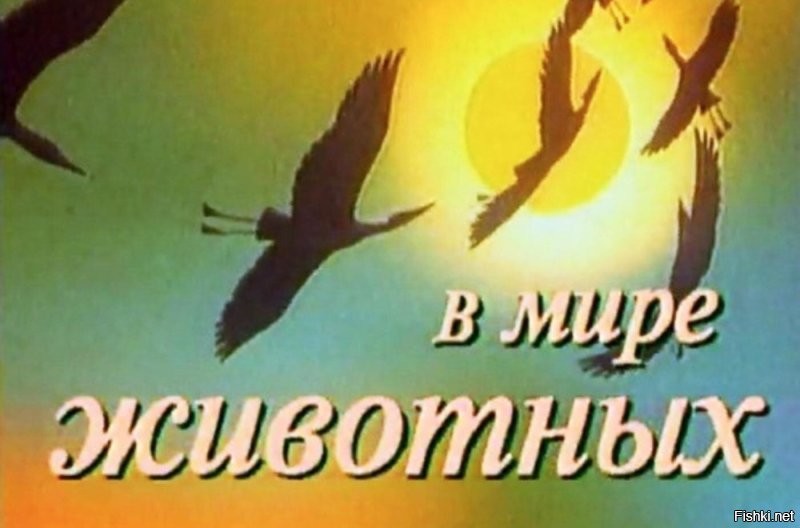 Драка после ДТП в Тюмени