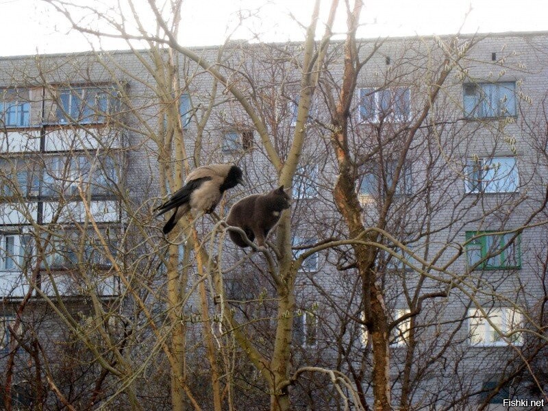 Эти, видимо, тоже: