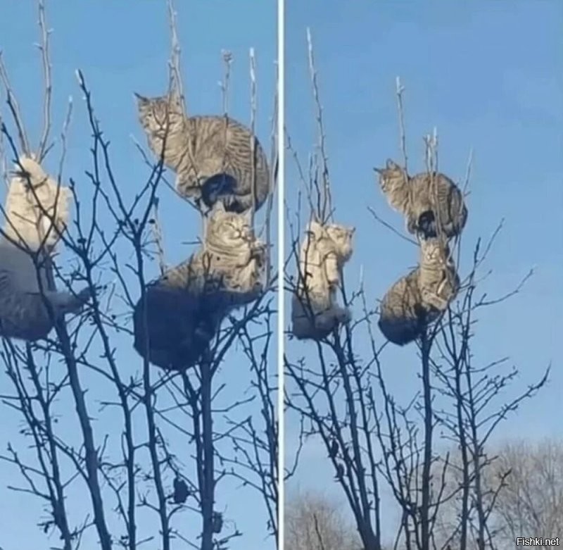 Солянка от 05.10.2025