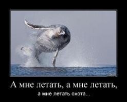 Скрины из соцсетей