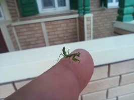 Вот такое чудо летом пролетало