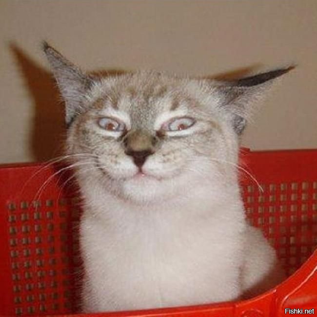 Очень может быть. Наверное так и есть. Весьма вероятно, что вы правы.