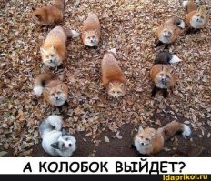 Лисы ждут, пока их покормят