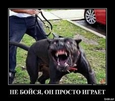 Американский булли