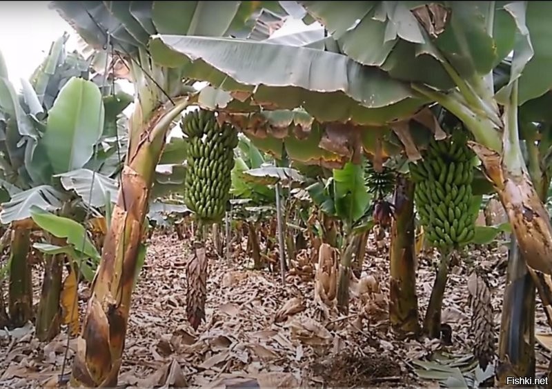 Картинка - ИИ, который не знает как растут бананы. Они растут наоборот