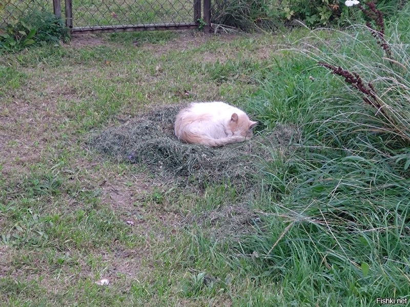 Да все кошки вьют гнёзда. Вот недавно видел