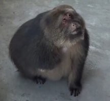 Смотрит, как будто понимает!