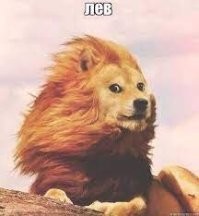 Лесная камера сняла тигра с необычным окрасом