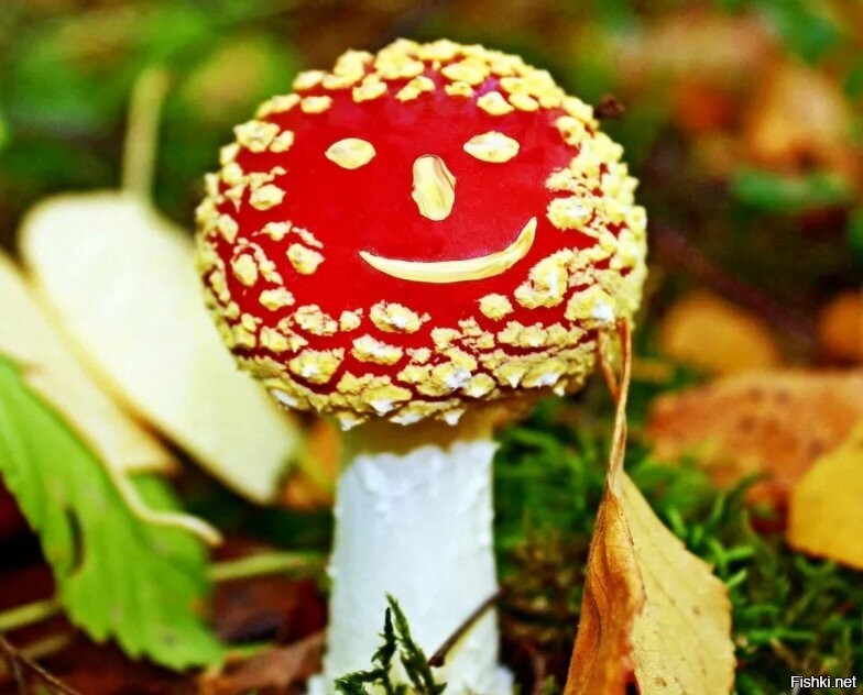 Солянка от 08.10.2025